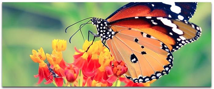 Comment attirer des papillons au jardin ? Le point d'eau